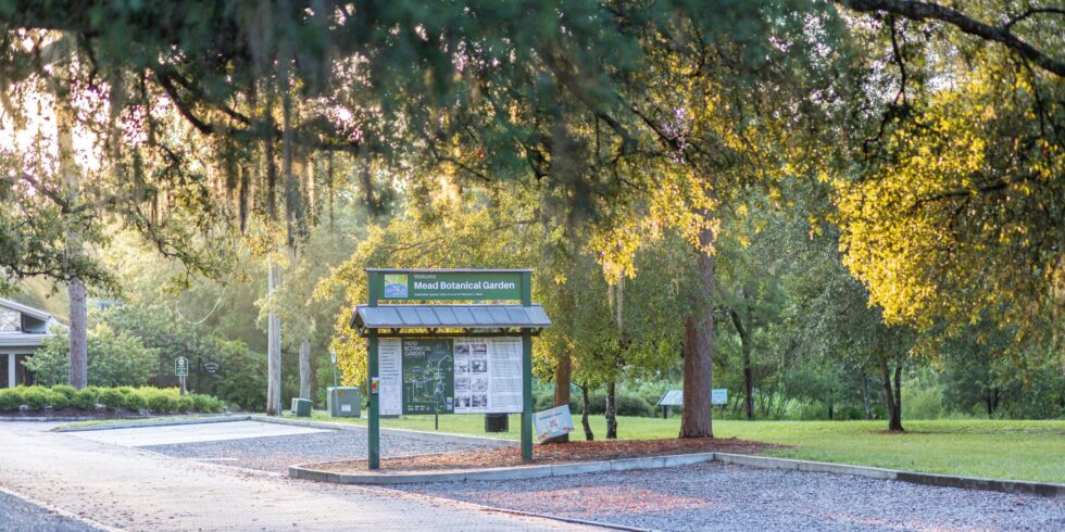Tree Advocates Warn Against Cutting Budget for City's Prized Canopy