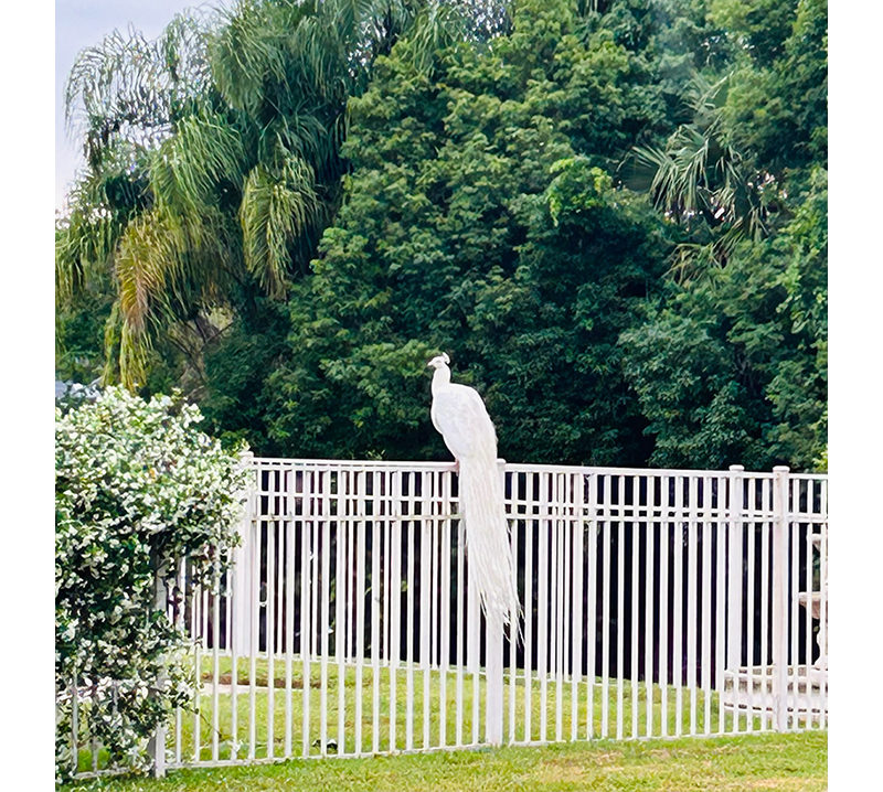 Rare Peacock, White as Snow, Turning Heads in Winter Park