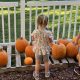 Photo Gallery: First Pumpkin Patch near City Hall