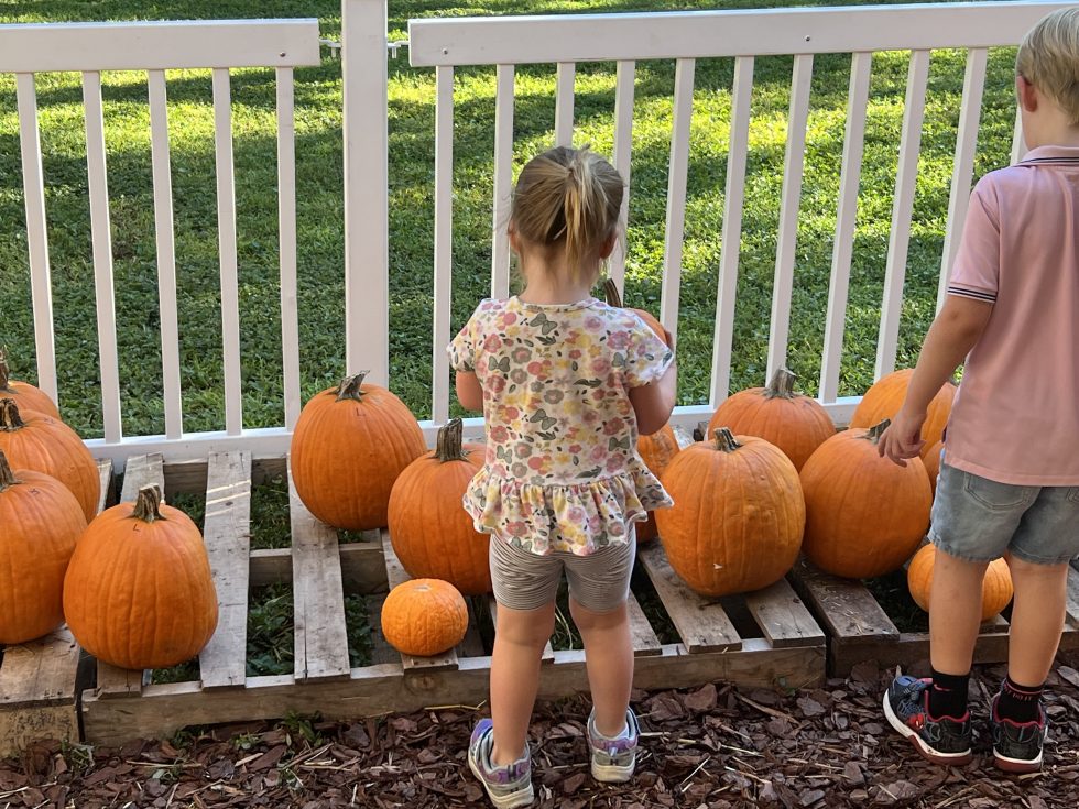 Photo Gallery: First Pumpkin Patch near City Hall